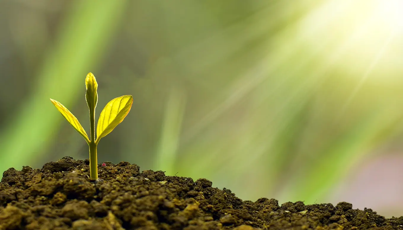 Investment, concept and business